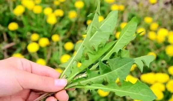 婆婆丁是苦碟子吗 007e47eff0ba4aafbca15fe0aa61c80d.jpeg