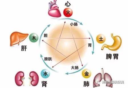 其一，以中医的角度来看，首要的原因是脾虚，脾乃后天之本，主运化，肌