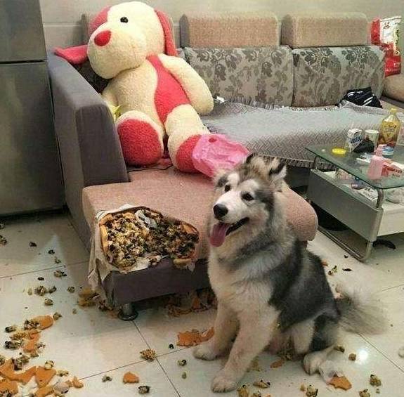 饮食|狗狗“恨你”的7大表现,你家狗子有吗?