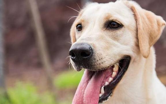 怎么使狗呕吐 1cb31277d4ee480ea12ed14692070744.jpeg