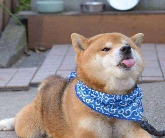 饮食|狗狗“恨你”的7大表现，你家狗子有吗？