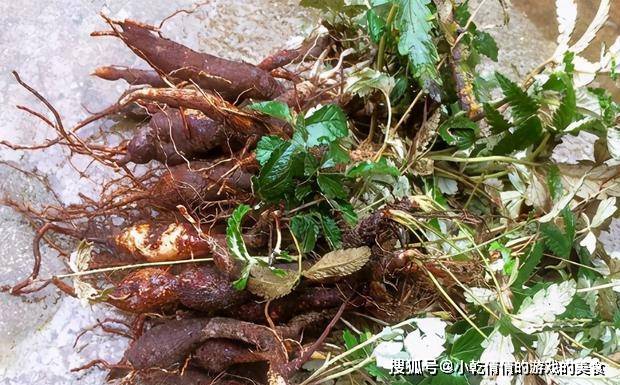 叶有两种颜色,地下还藏"鸡腿",若遇到好好珍惜,全株有价值_野菜