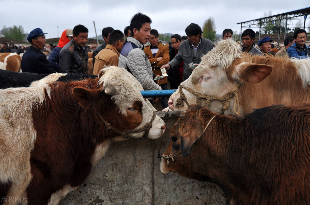 2021上半年畜牧业生产大数据盘点