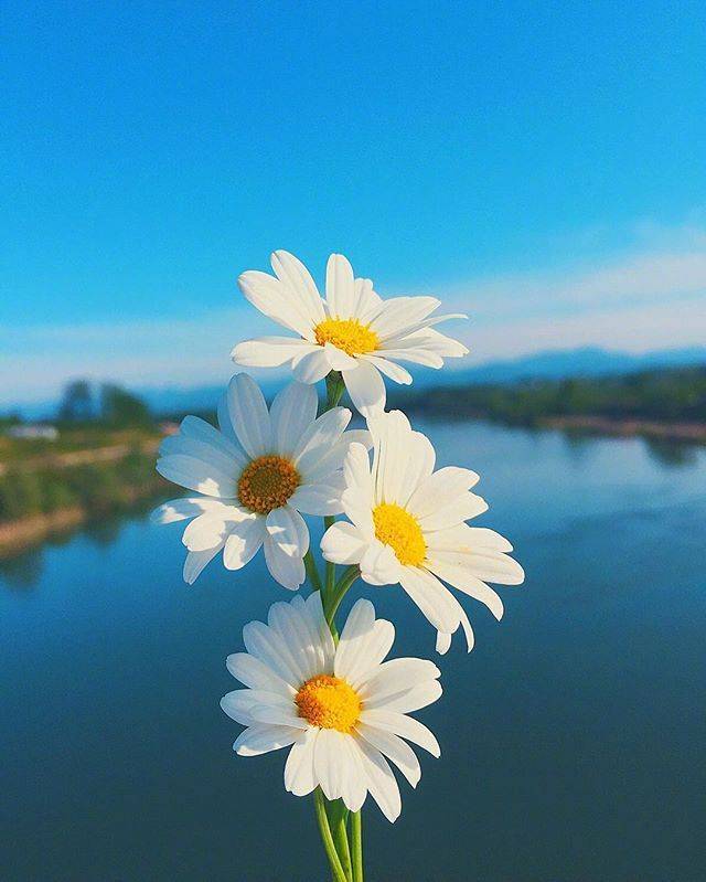 可以复制的早安心语洒脱至极深得人心