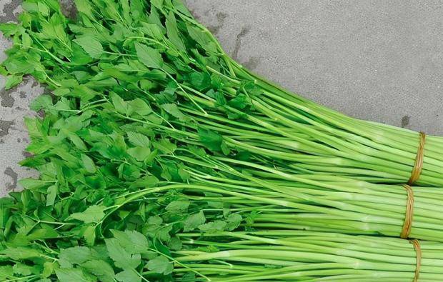 南方一种野菜 不吃叶不吃根只吃花 40元1斤却很少人种 金针菜