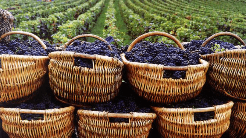 马九虎|15年前，陕西煤老板，花5个亿买7500亩戈壁种葡萄，现状如何？