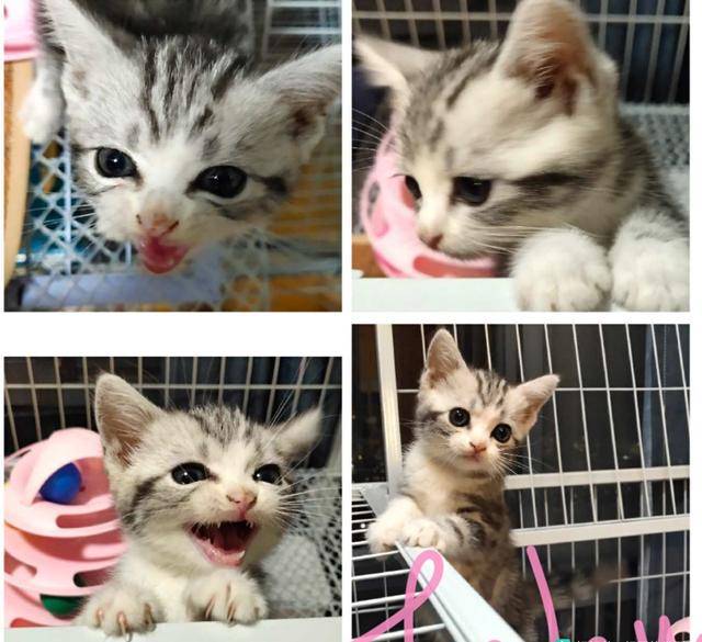 死人|网友说他家的猫咪凶得很！就是奶凶奶凶的，这模样要萌死人了……