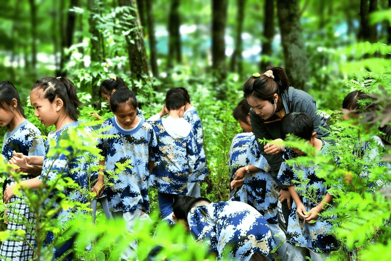 朱雀|朱雀国家森林公园激越体验夏令营活动火热进行中