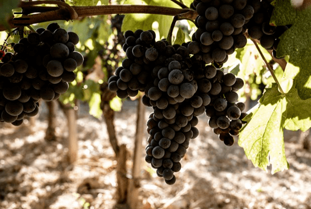 地区|普罗旺斯不止有桃红,铁瓦龙,丹湃,优选干红干白!