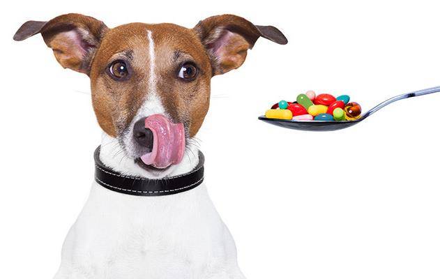 微量元素|想拥有一只“长寿汪”，你要做好这几点！