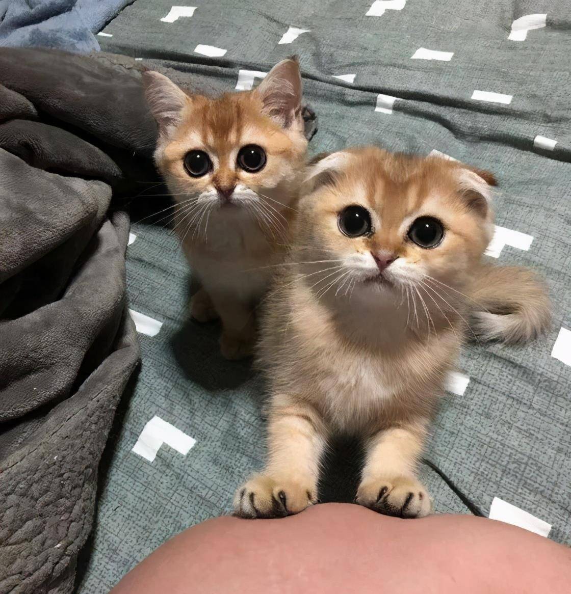 猫咪|骗你养猫系列,养2只猫,就是比养1只猫好