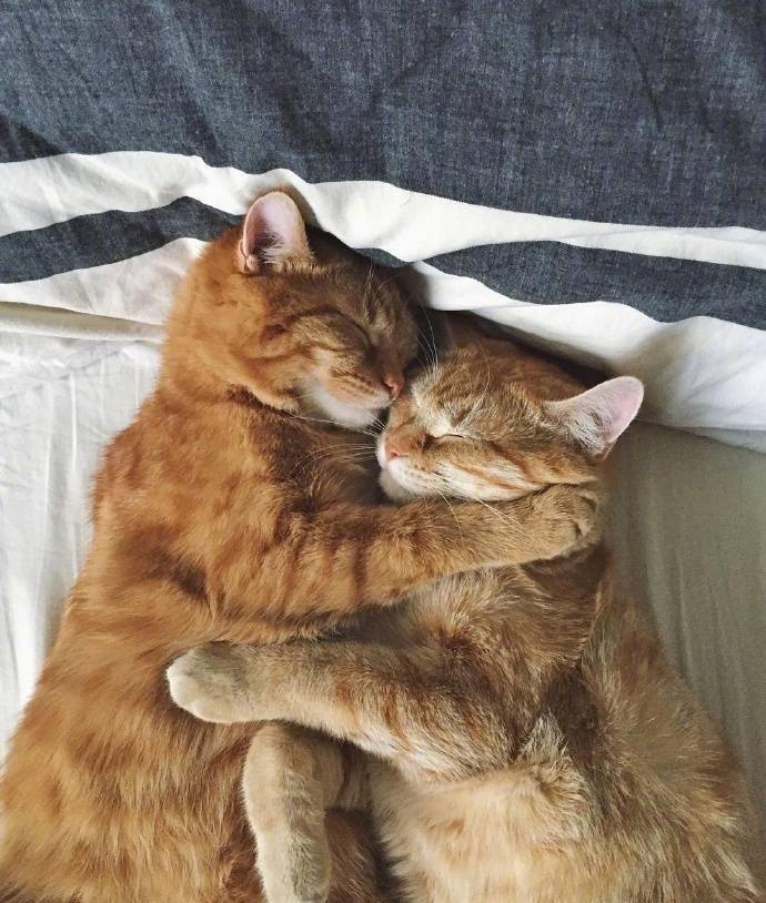 猫咪|骗你养猫系列,养2只猫,就是比养1只猫好