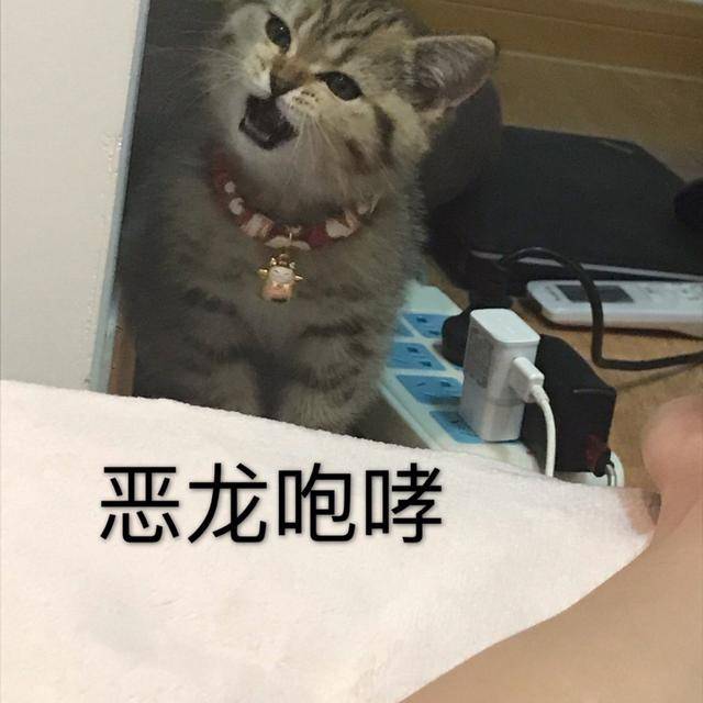 死人|网友说他家的猫咪凶得很！就是奶凶奶凶的，这模样要萌死人了……