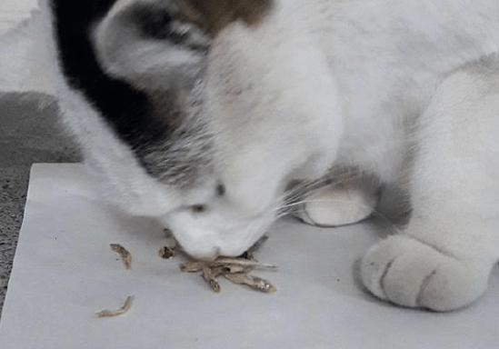 猫咪|猫咪健康饮食：小鱼干与大鱼干不可高于2%含盐量