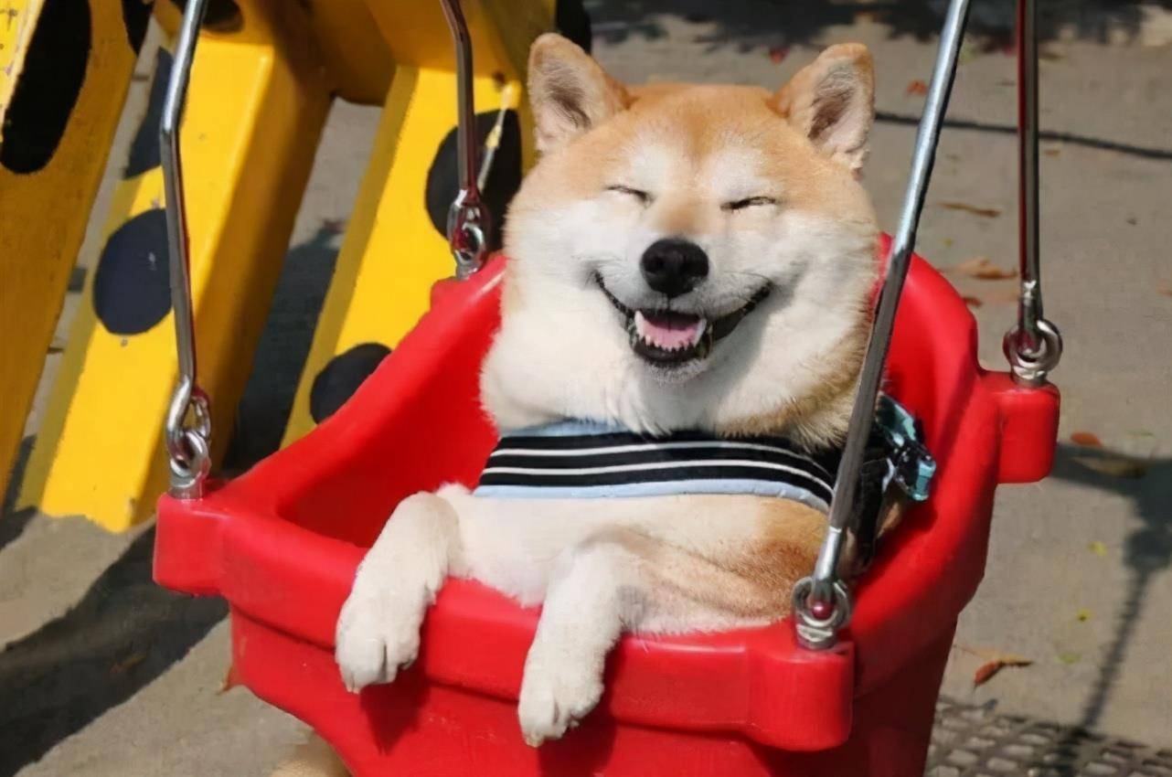 最好的狗排名_世界最好车子排名(2)