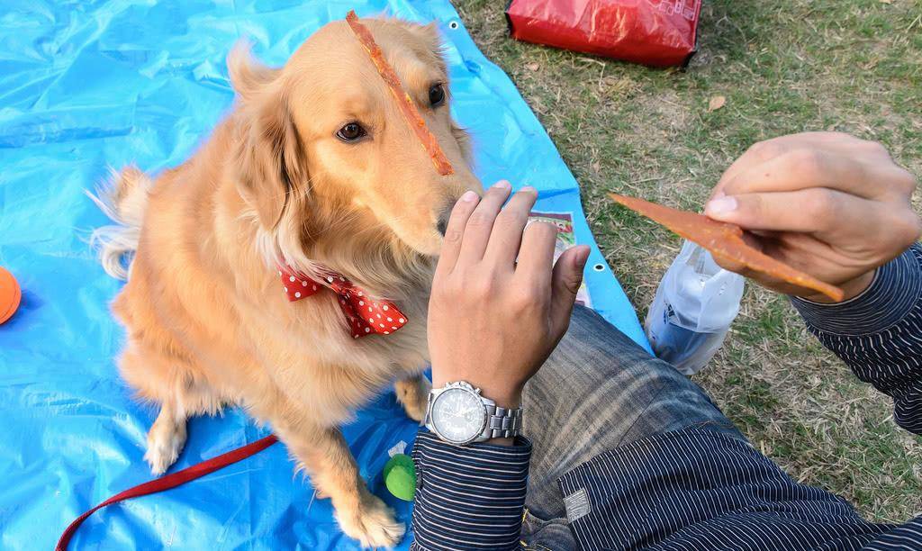 方法|幼犬的性格,活跃或胆小一测就知,你家狗适合你吗?