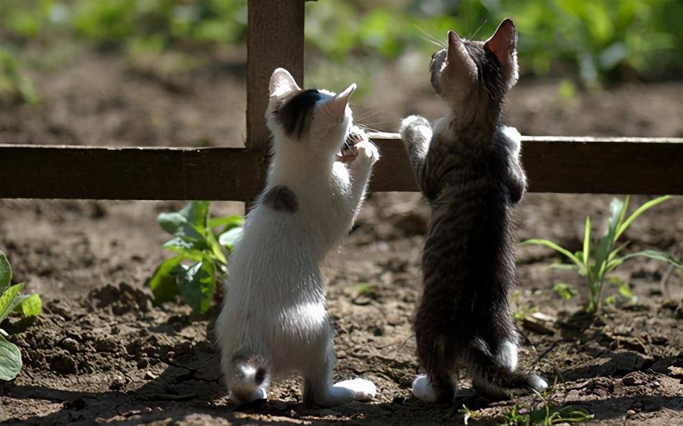 猫咪|骗你养猫系列,养2只猫,就是比养1只猫好