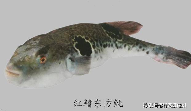 原創淮揚菜大廚詳解河豚魚一河豚魚的種類營養藥用價值及圖解