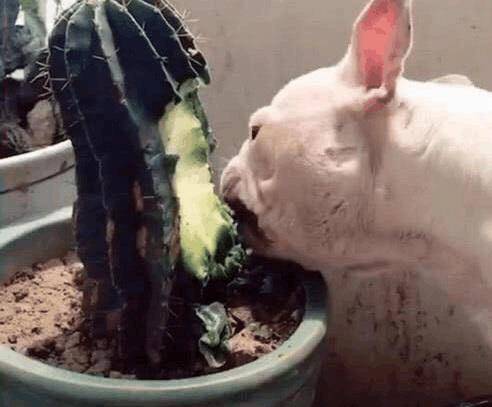 什么|主人上班忘记给宠物喂早餐 狗狗竟然吃了这个 回家开门惊呆了