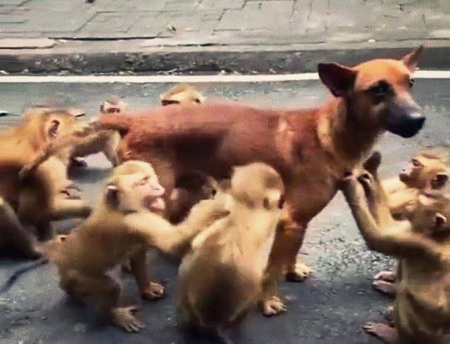 流浪狗误入景区，被一群猴子纠缠住：像极了被促销员拉住的我