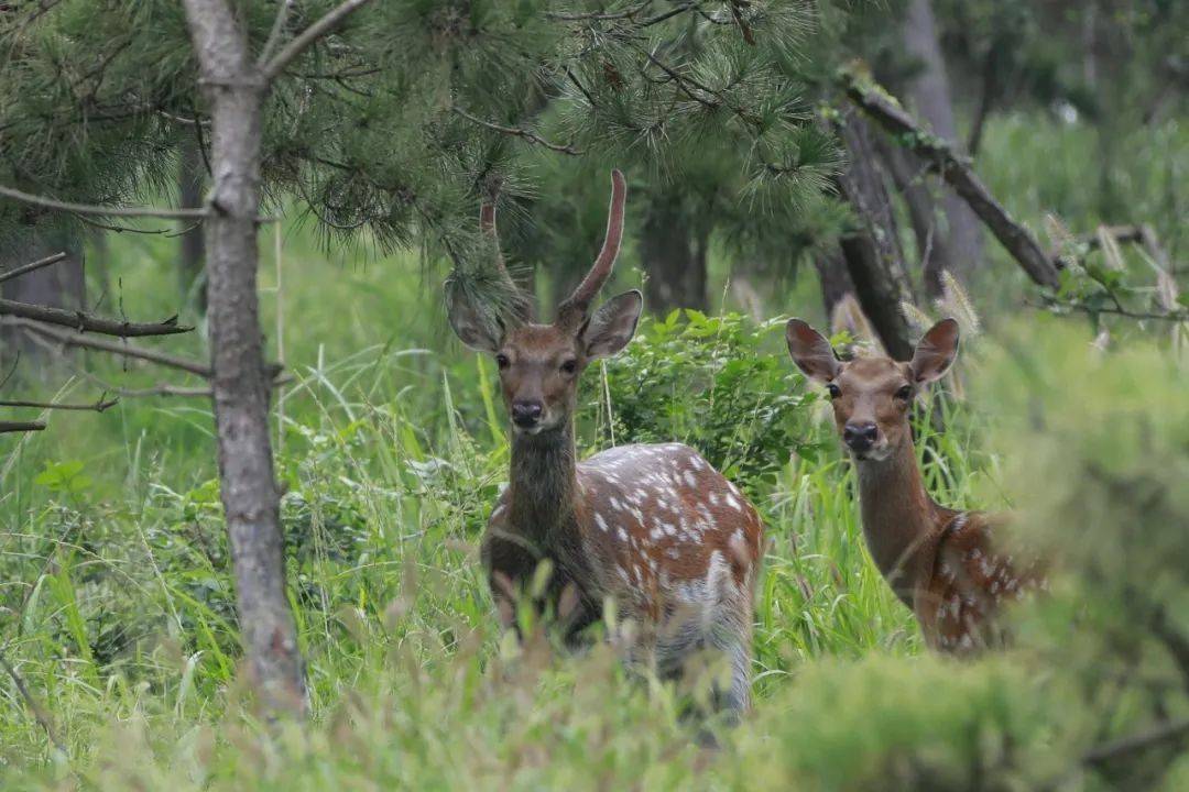 海鹿吗?大连发现会游泳的鹿.难道环境改变,诞生了新物种?