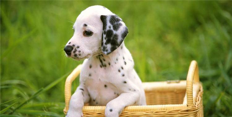 时间选择|如果你还不会给狗狗拍照, 来看看这6点吧!