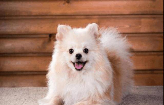 宠物|宠物食品的发展趋势