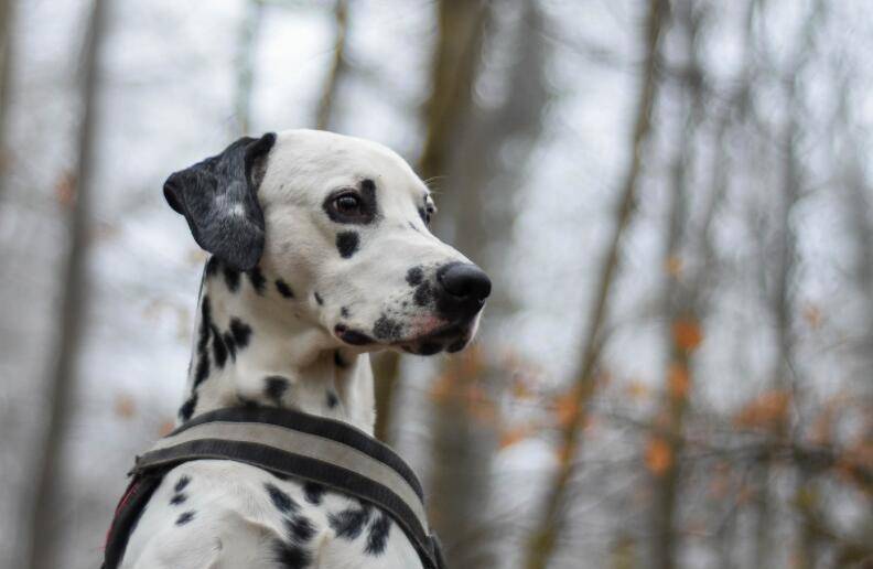 狗为啥会吃草的原因 f2abe033063c4096a798ae1feb40ce5b.jpeg