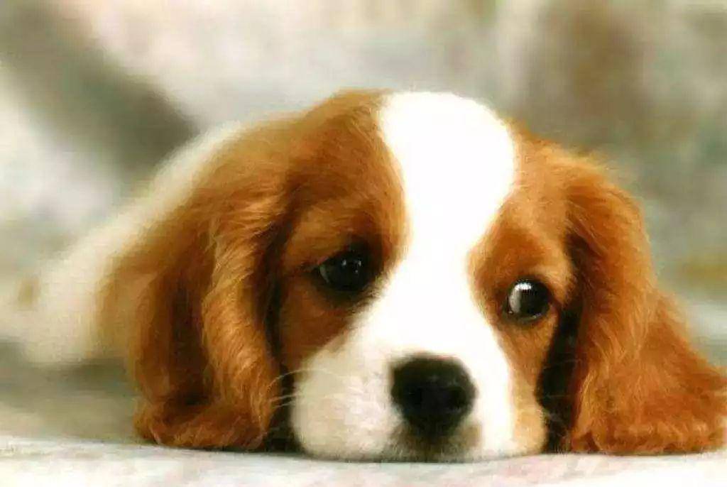 怎么看小狗能不能要 f922cd11ccba4a0fbae45d772faf5efc.jpeg