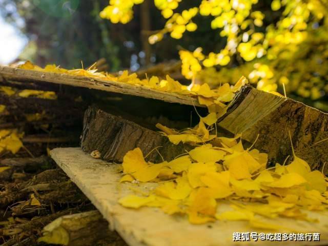 秋天布满银杏的古村落，藏着整个云南最极致的秋色