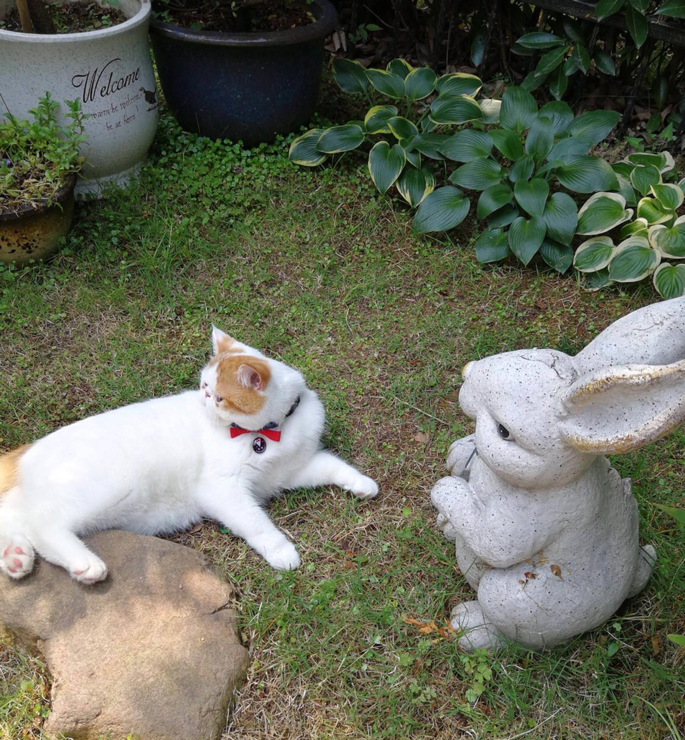 脸盘|加菲猫野外求生记！太萌了，谁说猫不能溜的逗死我了……