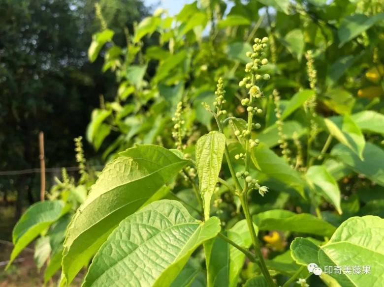 印奇美藤果油及美藤果副产物饼粕蛋白粉具有丰富的营养价值及经济效益