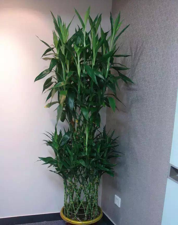 富贵竹怎么养越养越旺 586cddcadd1143e09869c4579d682721.jpeg