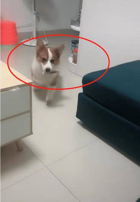 事情|主人：说出来你可能不信，我被一只狗子玩了！狗：铲屎的，听话