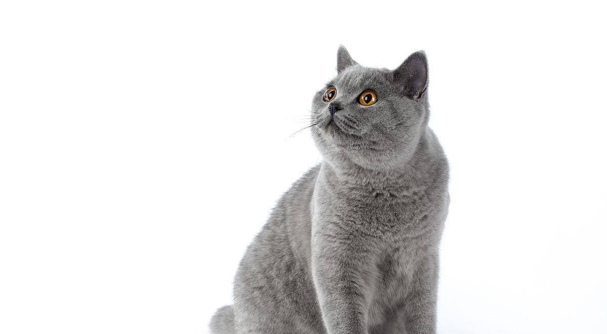 英国短毛猫的介绍