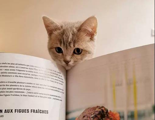 主人使出一记妙招 让熟睡猫清醒逗笑众人 猪猪起床法 Pano