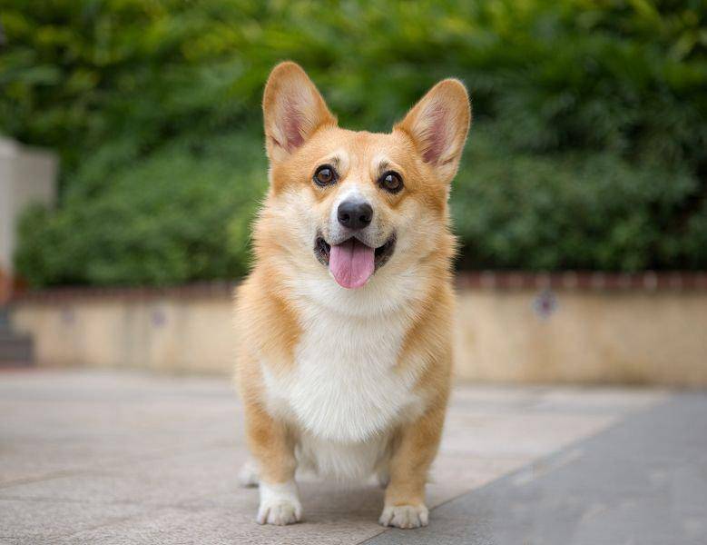 宠物|柯基狗狗定点大小便训练案例，45天帮助狗狗纠正乱叫乱拉行为！