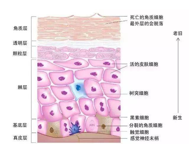 方法|为何肌肤要去角质？你了解如何去角质？你的肌肤是否需要去角质？