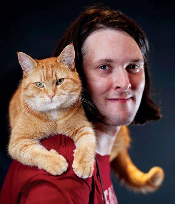 电影|泪目！《流浪猫鲍勃》原型猫去世，主人悼念：我生命中的光已经熄灭