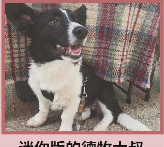 包占|宠物狗柯基的强大基因，看完不得你不服，网友赞叹：太强大了