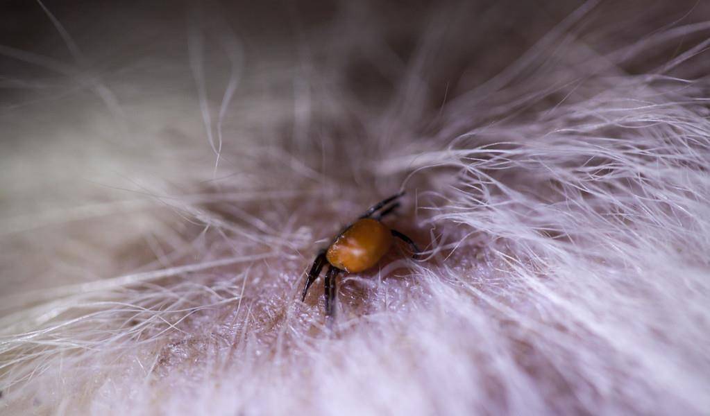 涂药|狗狗皮肤病反反复复，法斗柯基大多是体质原因，但还有其他原因