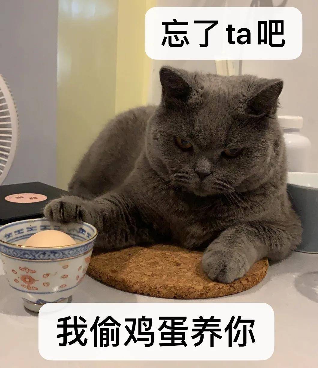 因为|吸完几百只猫猫狗狗,我们从中选出了30只最可爱的给你