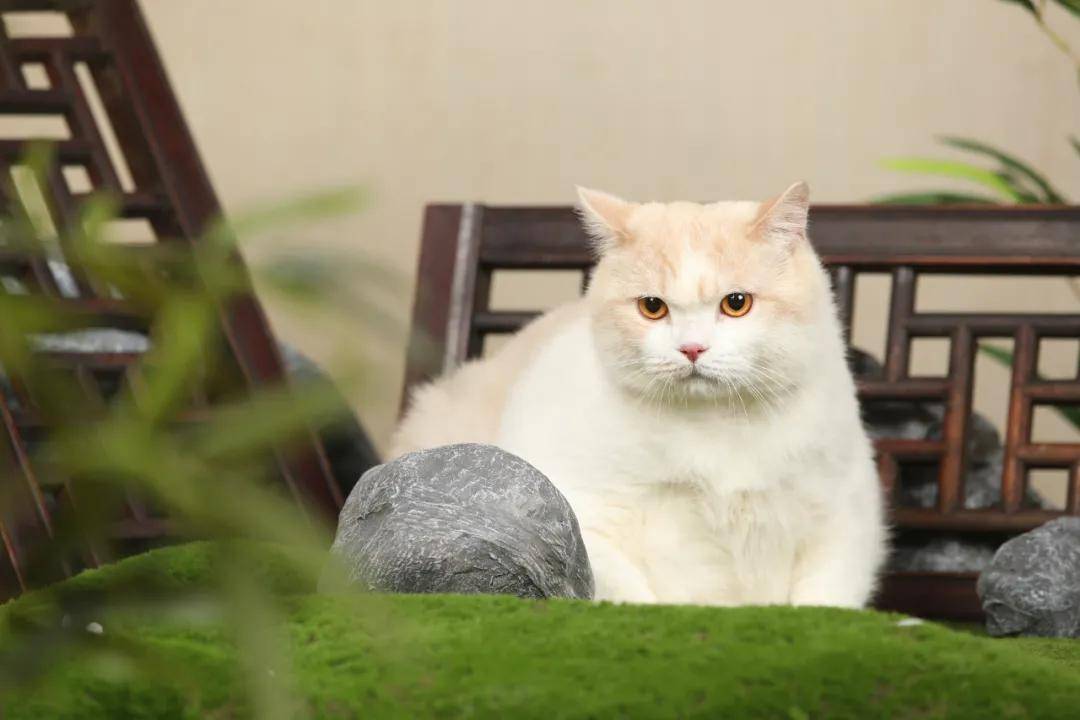 因为|吸完几百只猫猫狗狗,我们从中选出了30只最可爱的给你