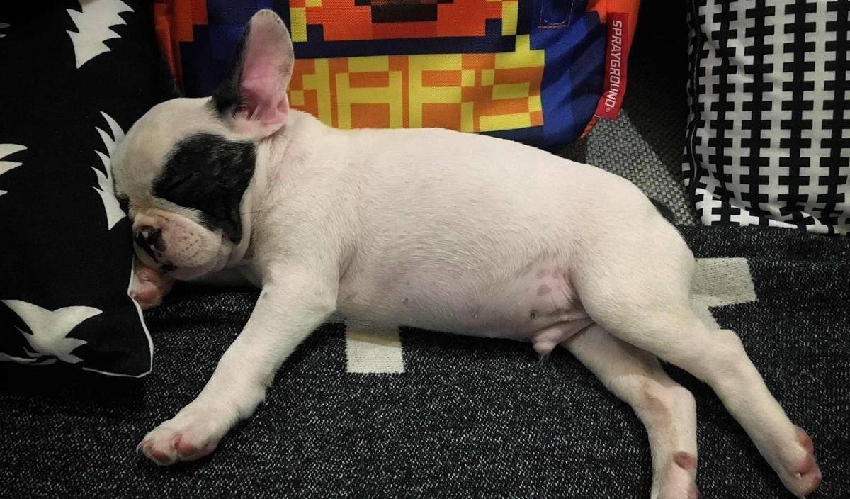 涂药|狗狗皮肤病反反复复，法斗柯基大多是体质原因，但还有其他原因