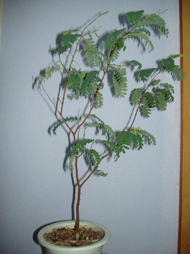 生活里少不了的"调味品",当花椒养成盆景,哪些方面需要注意?