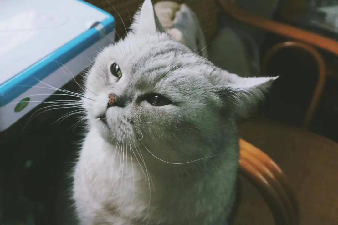 因为|吸完几百只猫猫狗狗,我们从中选出了30只最可爱的给你