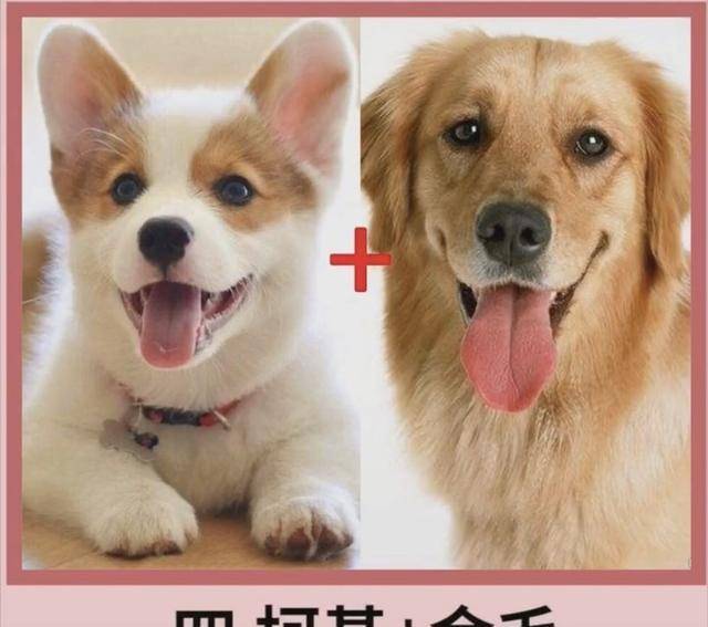 包占|宠物狗柯基的强大基因，看完不得你不服，网友赞叹：太强大了