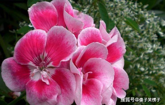 6月21日星座运势 双子雷厉风行 天秤积极主动 射手坚持到底 工作