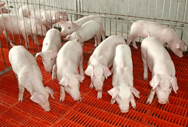 「创澳分享」育肥猪的管理要点