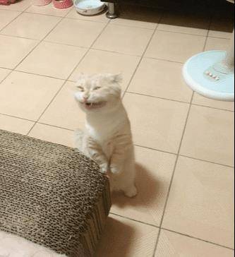 猫咪洗澡竟笑得如此灿烂，原来这一切都是“遗传”惹的祸！ 
